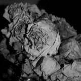 Sciahri : Quiet Witness (12", EP)