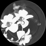 Ovatow : Phalaenopsis (12", RP)