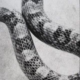 Noah Gundersen : I'm Alright / White Noise (7", Single)