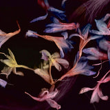 David Collier (6) : Smacht (LP, Album)