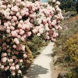 Patricia (50) : Bem Inventory (LP, MiniAlbum)