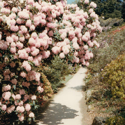 Patricia (50) : Bem Inventory (LP, MiniAlbum)