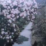 Patricia (50) : Bem Inventory (LP, MiniAlbum)