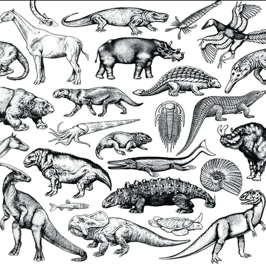 Skratch Fossils - Moschops 7